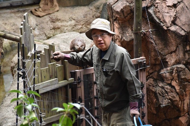 Một nhân viên sở thú đang cho rái cá ăn